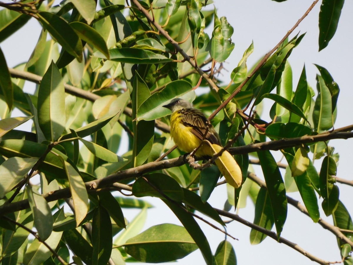 Gray-capped Flycatcher - ML645909367