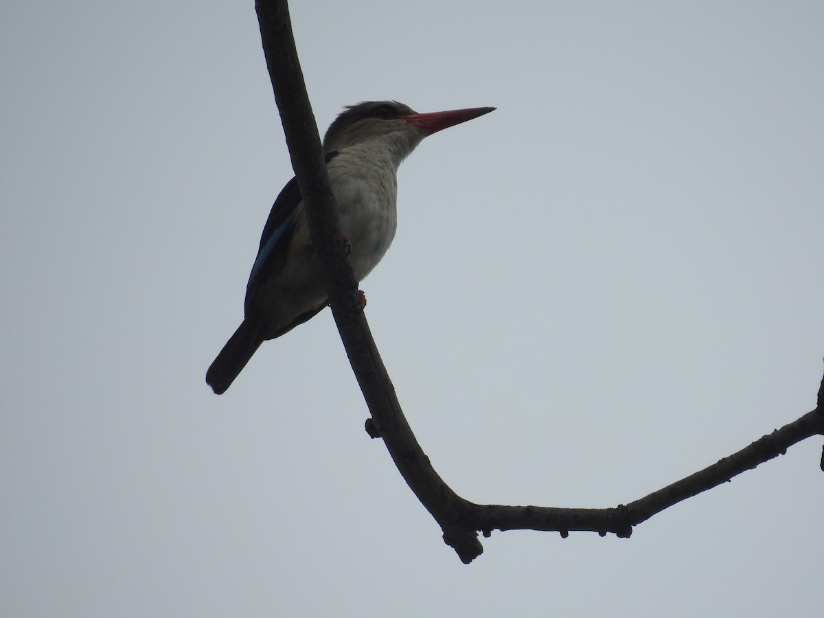 ledňáček šedohlavý - ML645909368