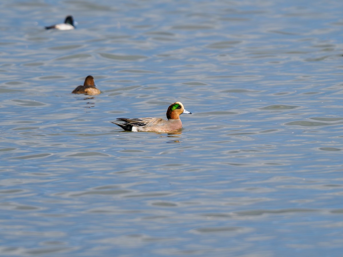 赤頸鴨x葡萄胸鴨(雜交) - ML645909371