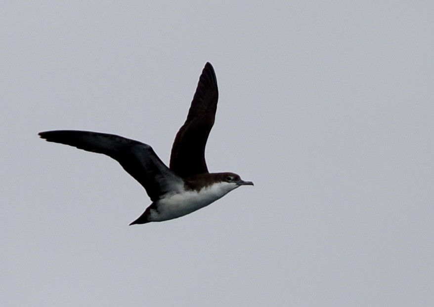 Puffin des Galapagos - ML645909374