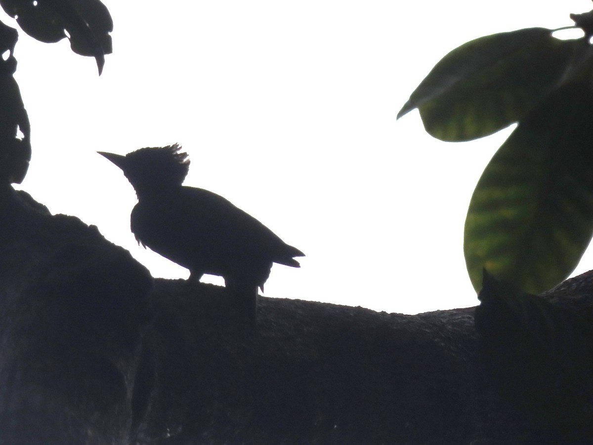 Waved Woodpecker - ML645909376