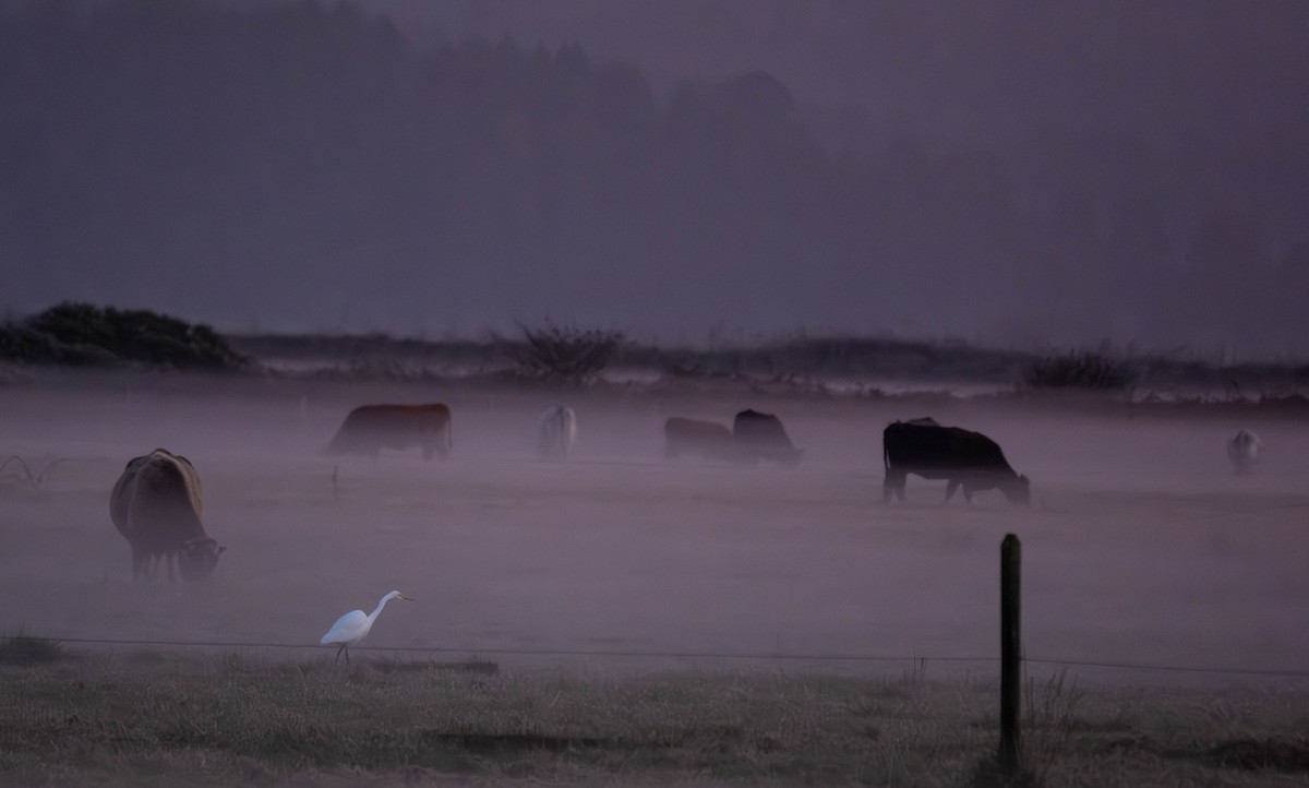 Чапля велика - ML645909379