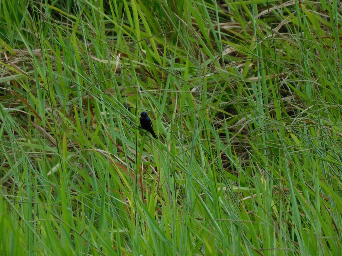Blue-black Grassquit - ML645909384