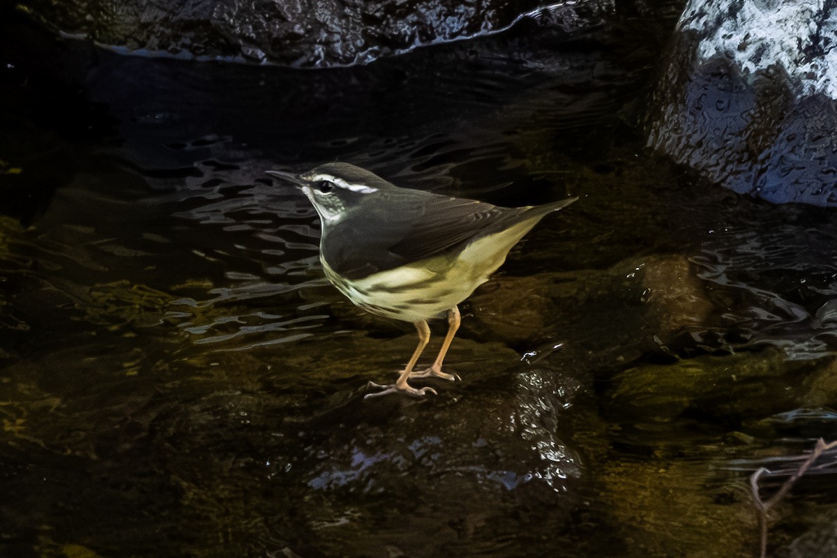 Louisiana Waterthrush - ML645909391