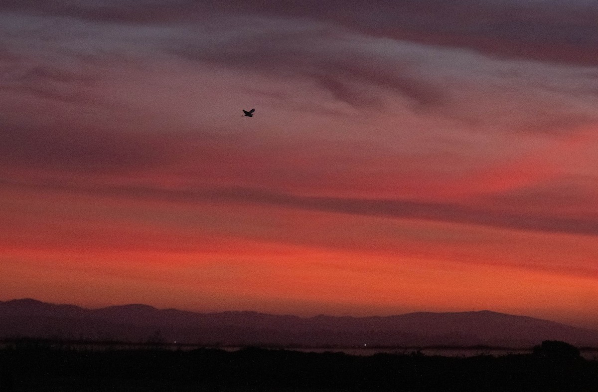 Чапля північна - ML645909392