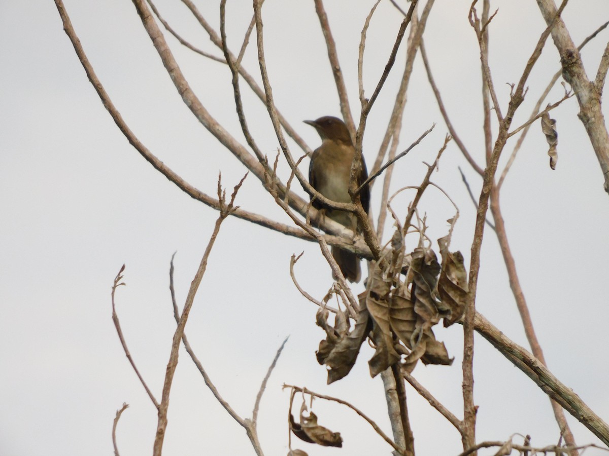 Black-billed Thrush (Amazonian) - ML645909395