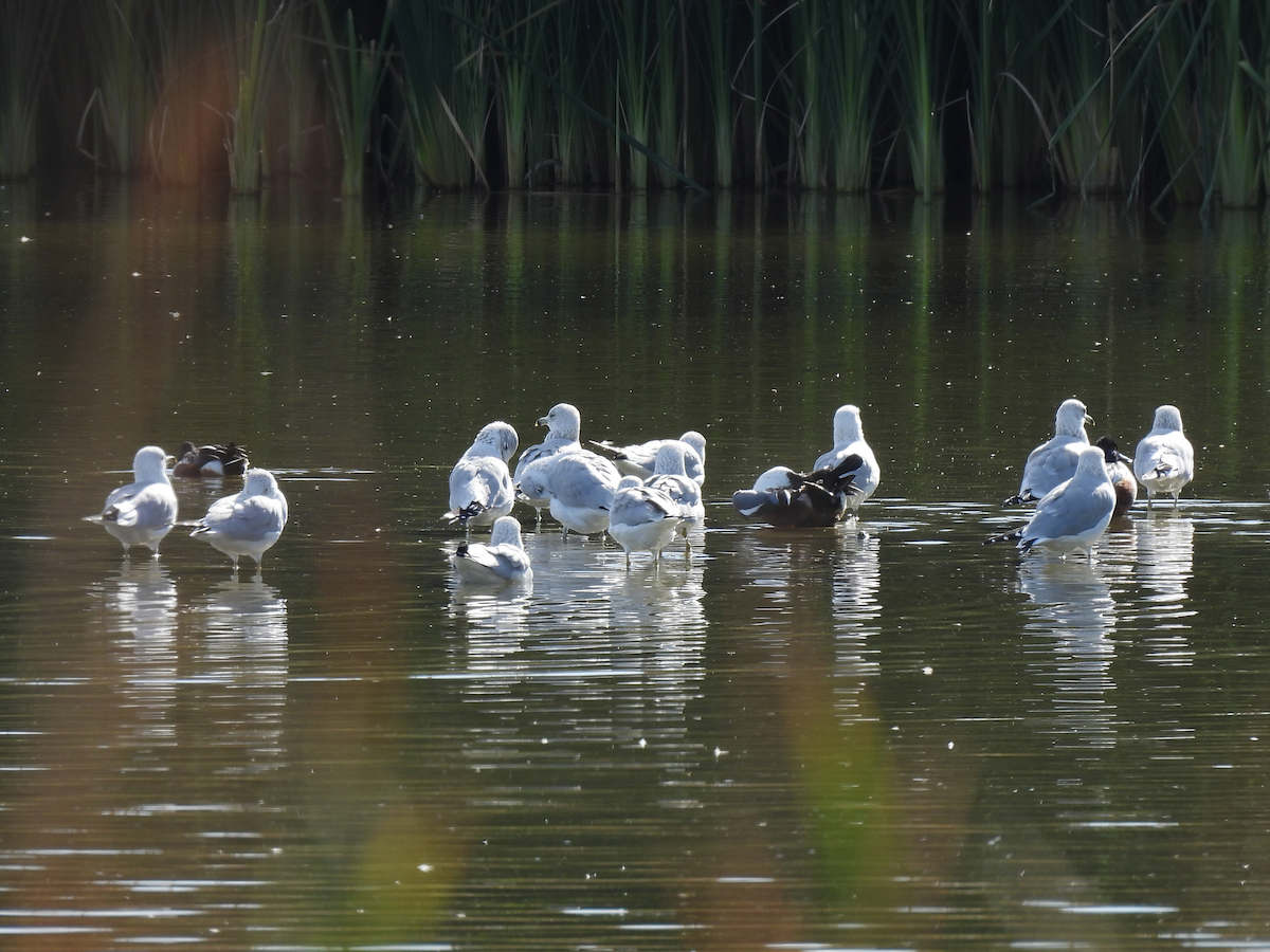 Ring-billed Gull - ML645909398