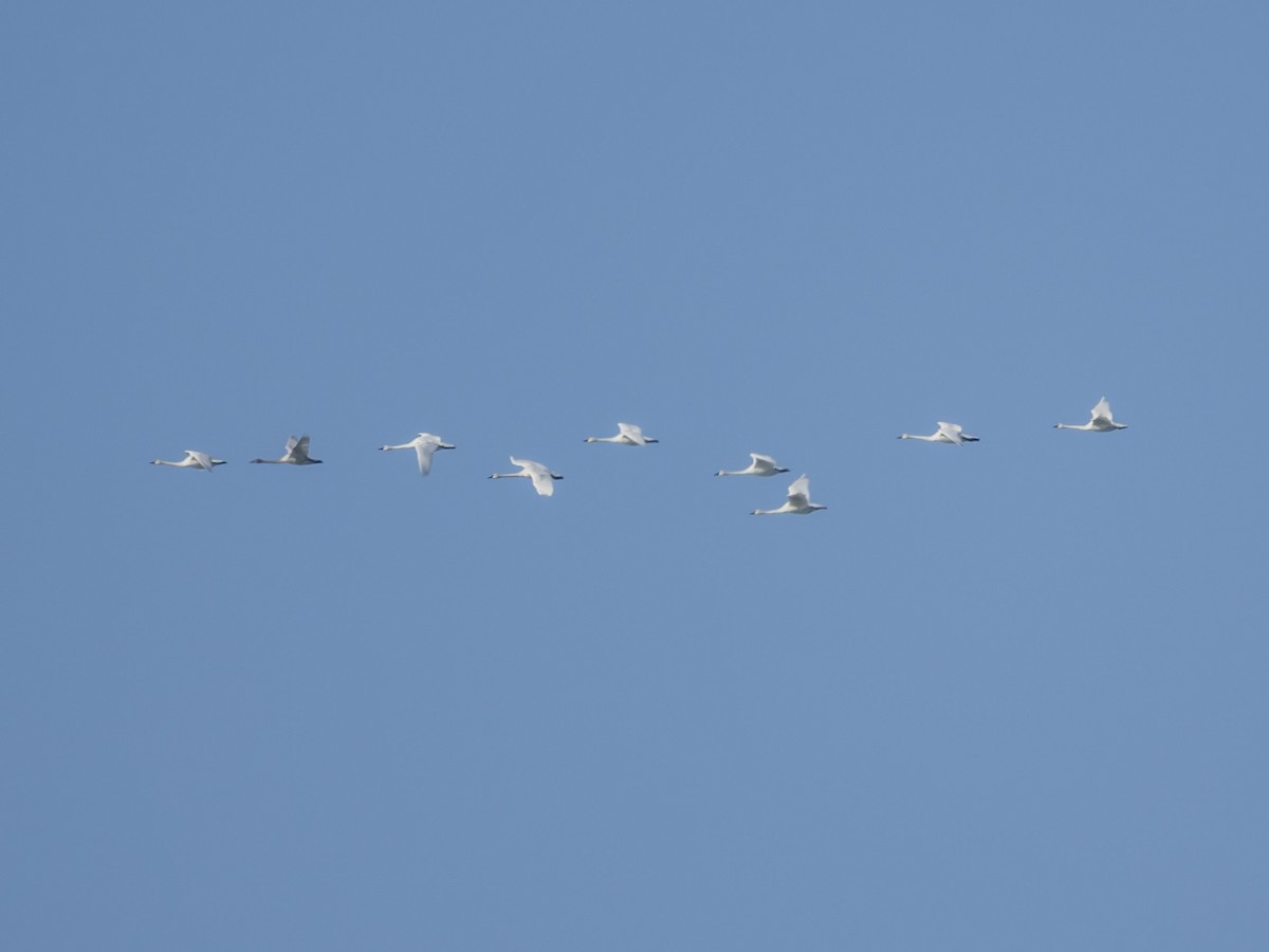 Tundra Swan - ML645909414
