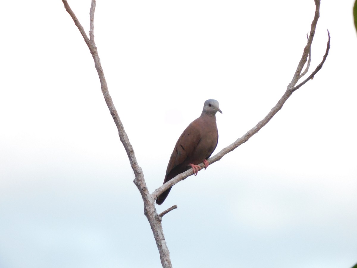 Ruddy Ground Dove - ML645909422