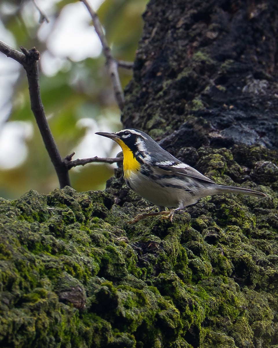 キノドアメリカムシクイ - ML645909426