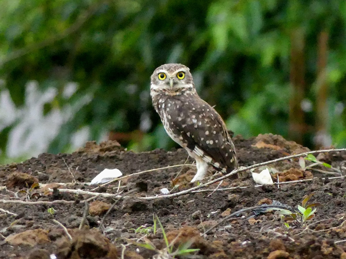 Burrowing Owl - ML645909429