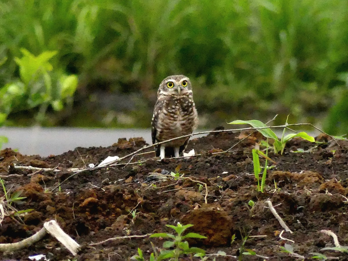 Burrowing Owl - ML645909433