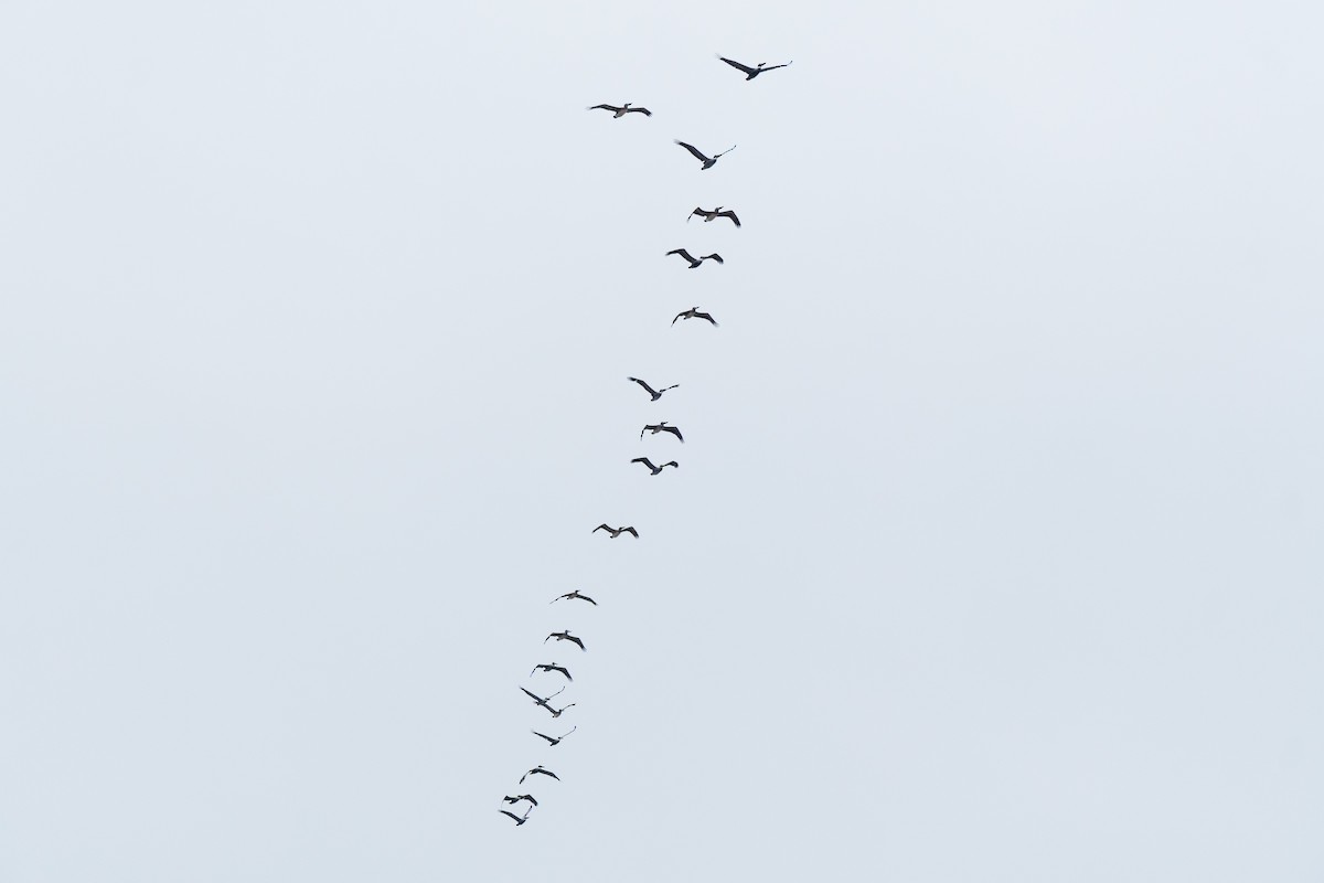 Brown Pelican - ML645909435