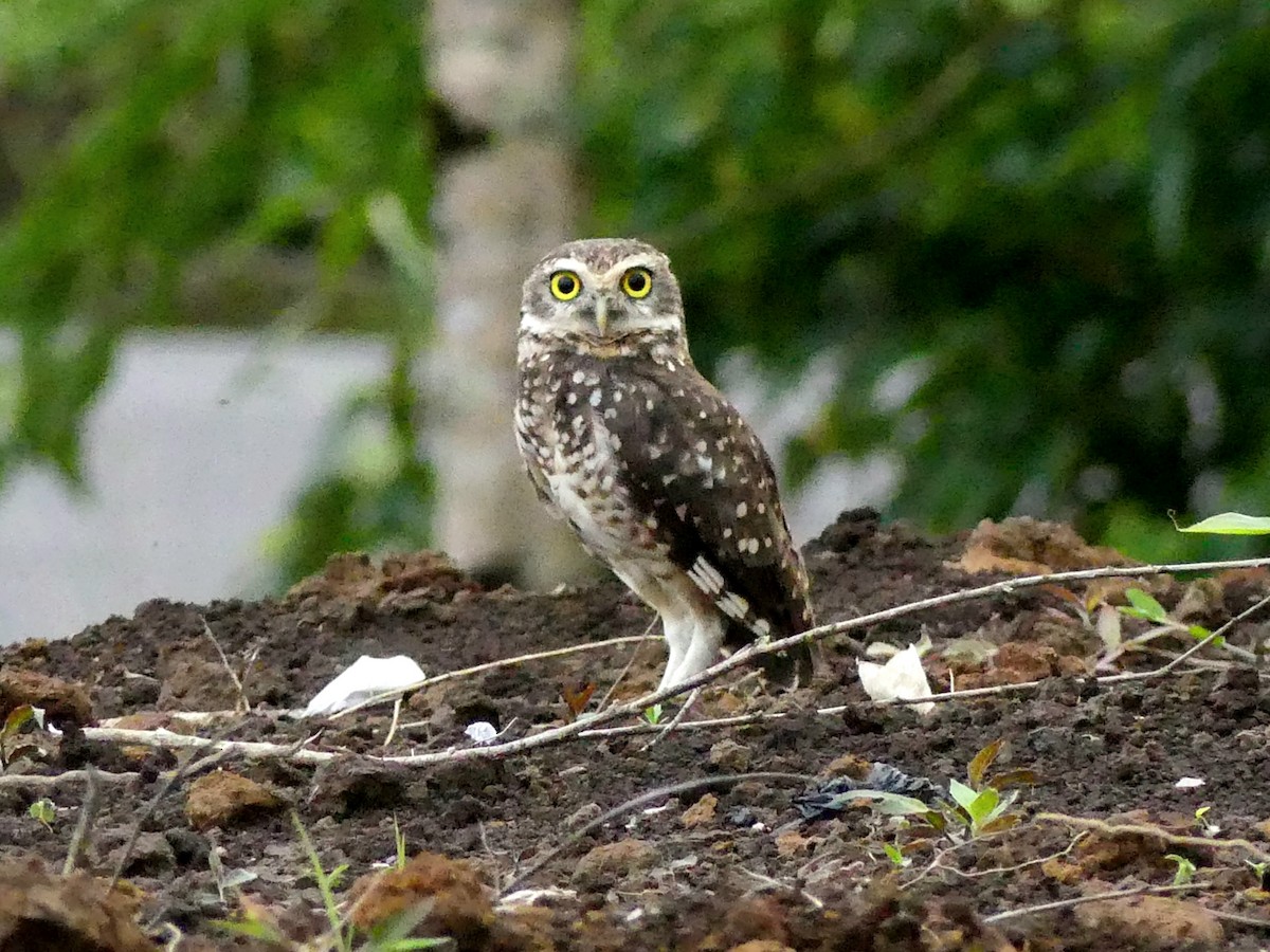 Burrowing Owl - ML645909437