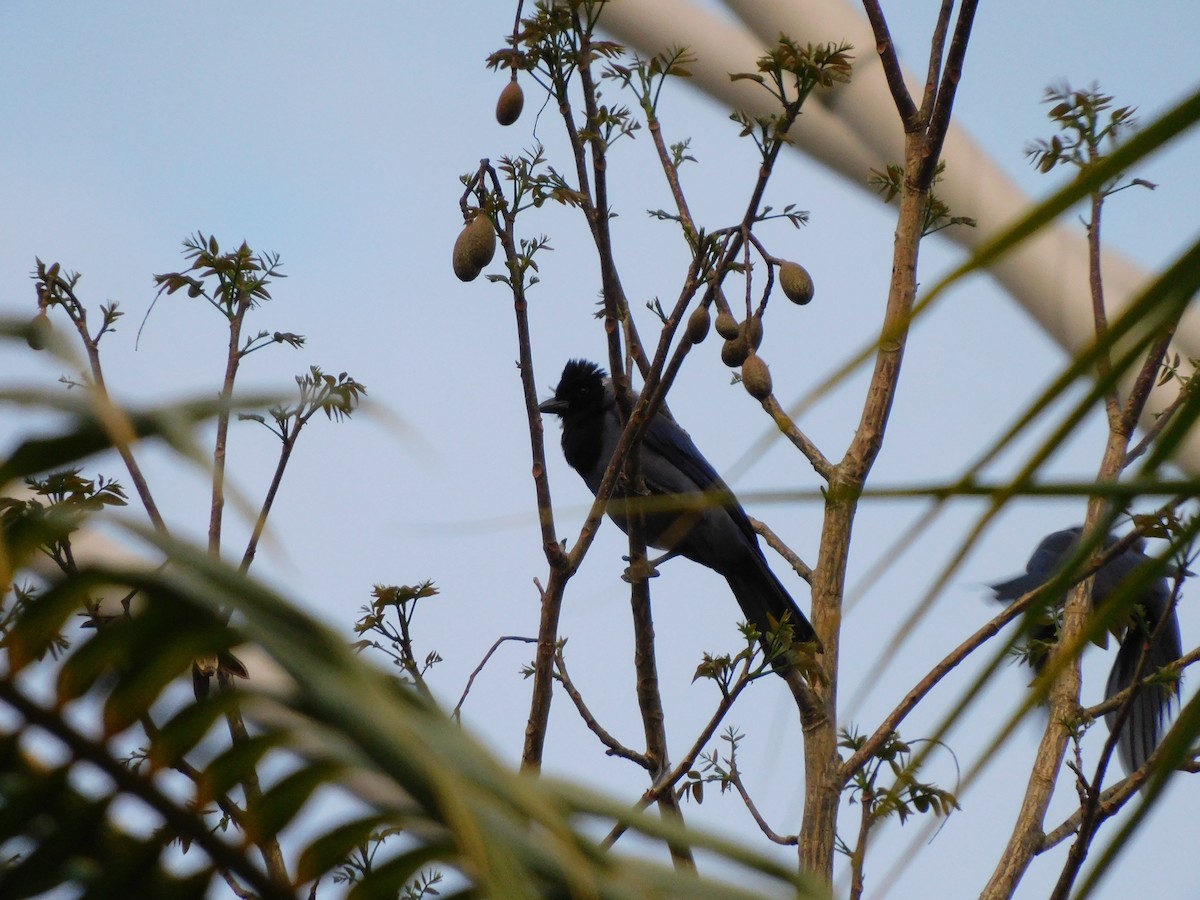 Violaceous Jay - ML645909443