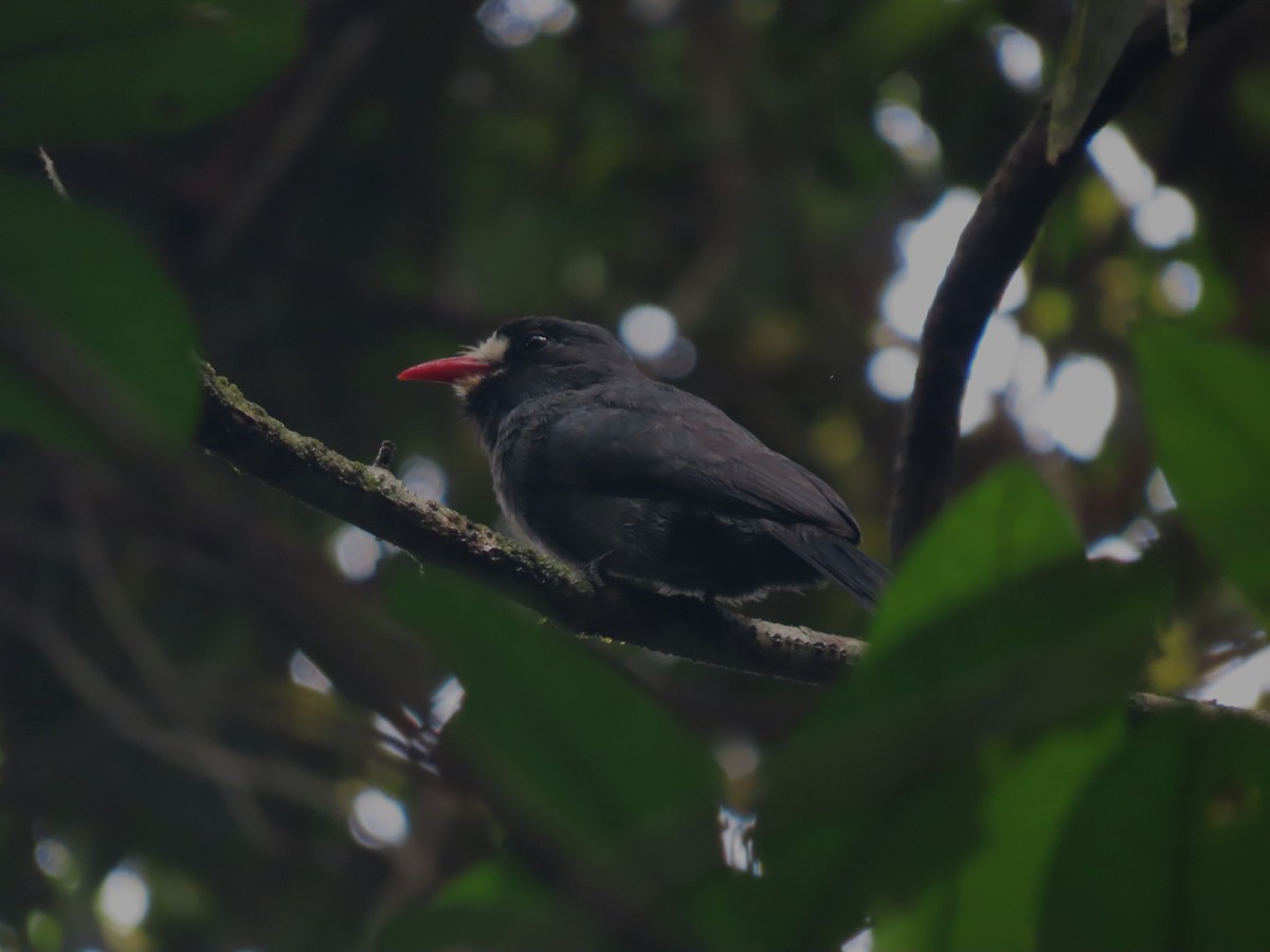 White-fronted Nunbird - ML645909444