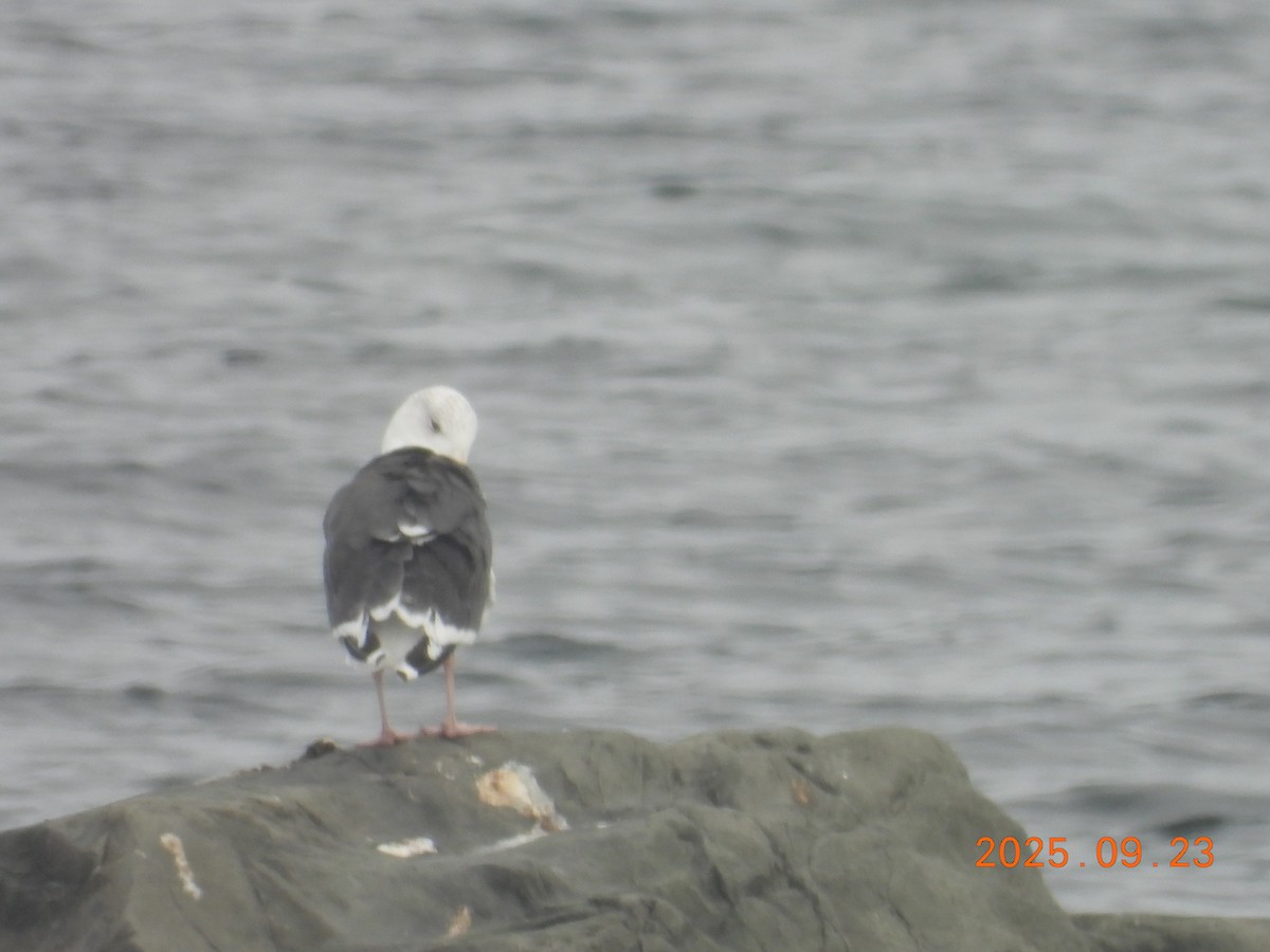 Büyük Kara Sırtlı Martı - ML645909449