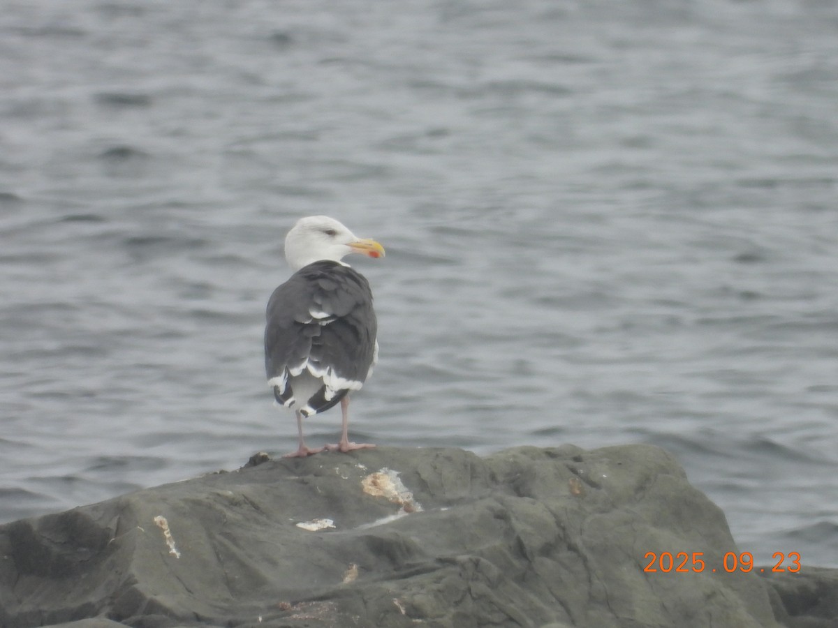 Büyük Kara Sırtlı Martı - ML645909450