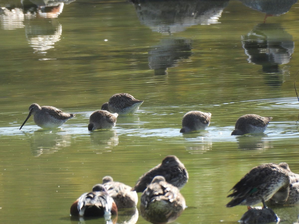 Long-billed Dowitcher - ML645909452