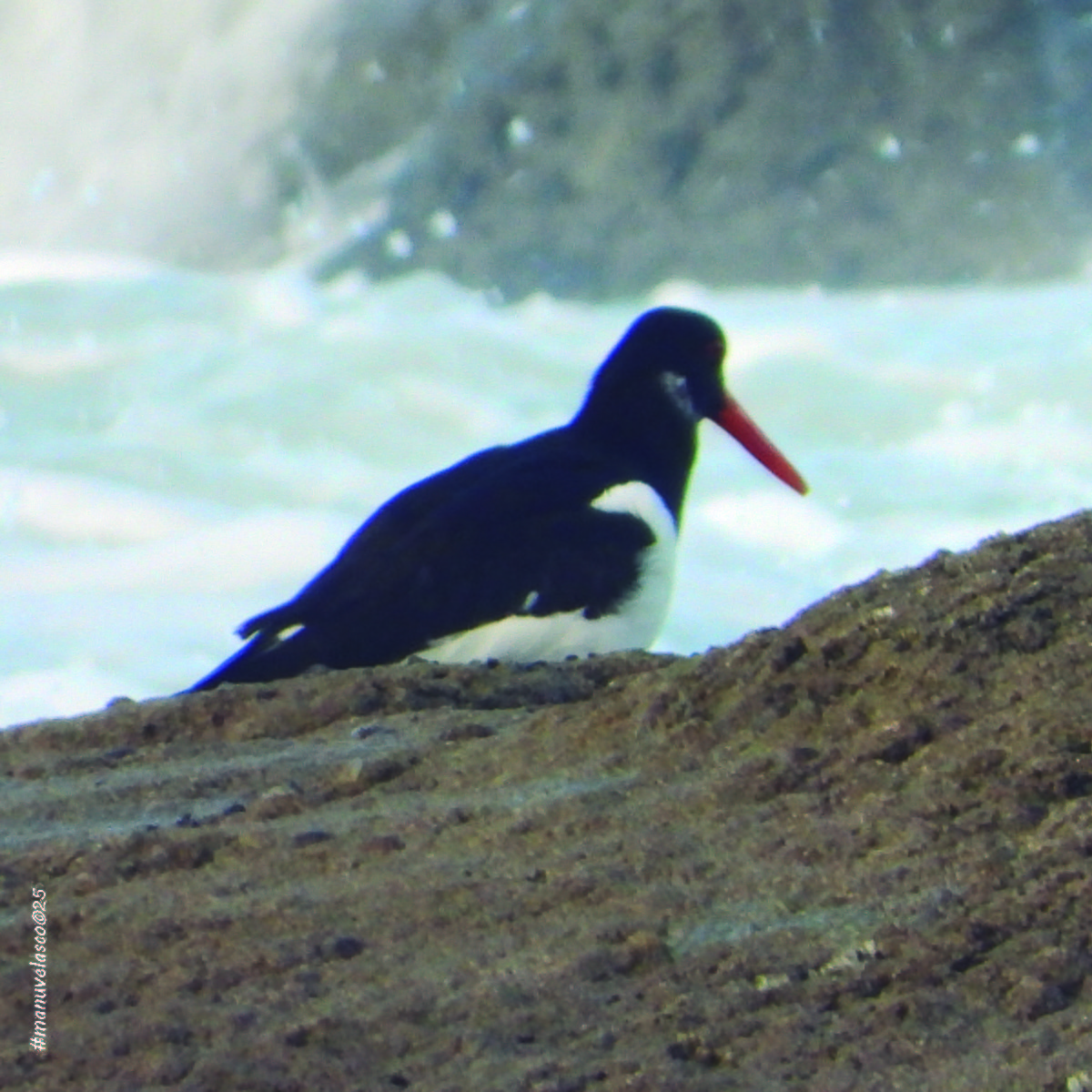 Алаг хясаач - ML645909459