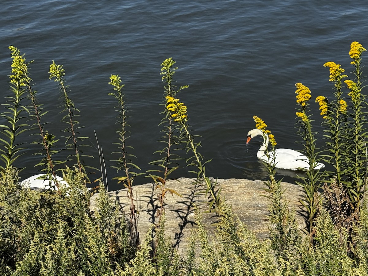 Лебідь-шипун - ML645909463