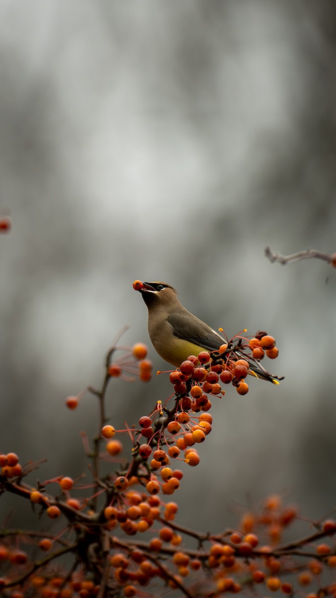 brkoslav americký - ML645909468