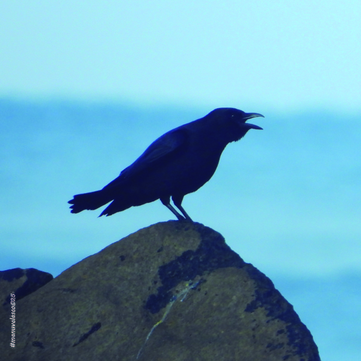 Хар хэрээ - ML645909470