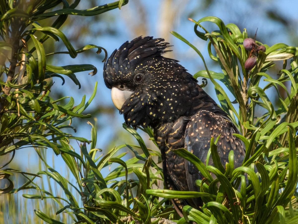Red-tailed Black-Cockatoo - ML645909471