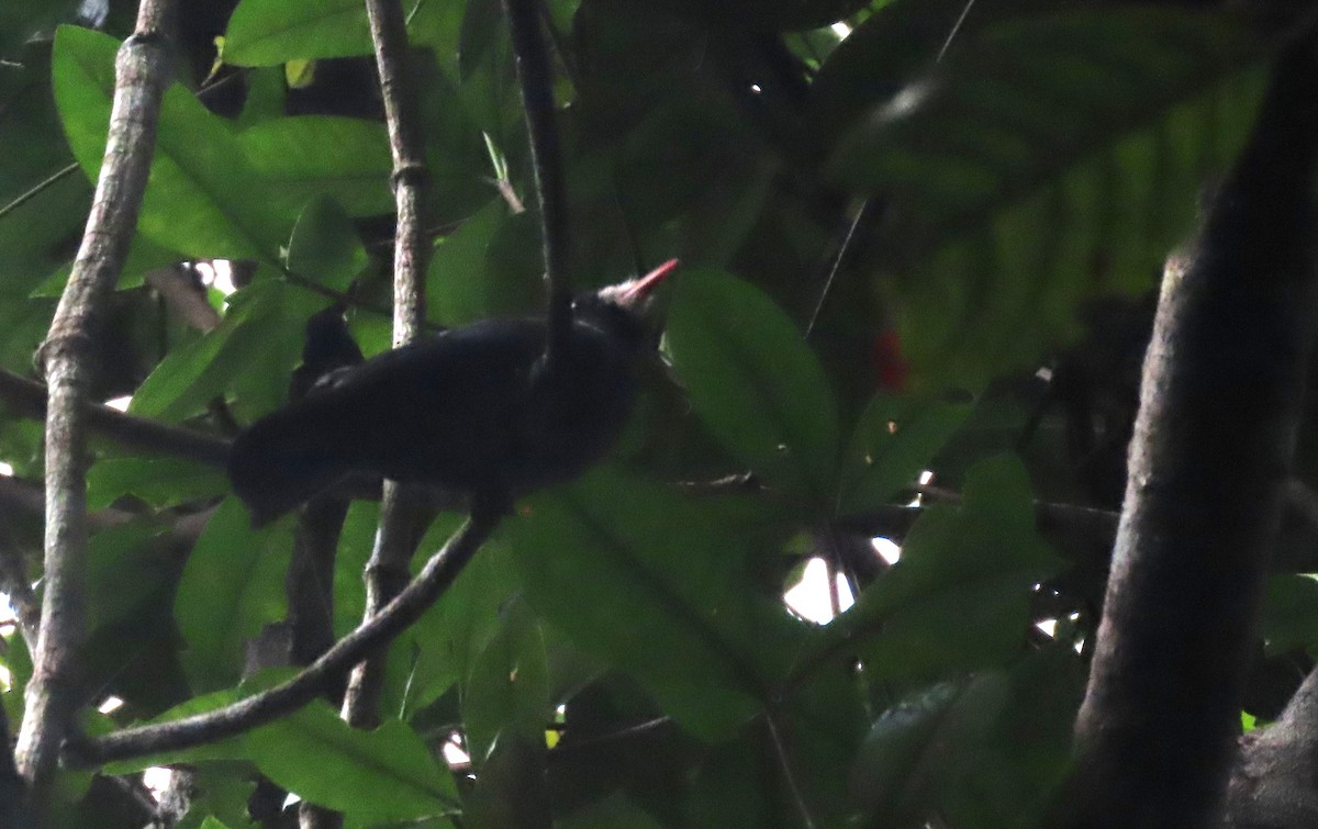 White-fronted Nunbird - ML645909472