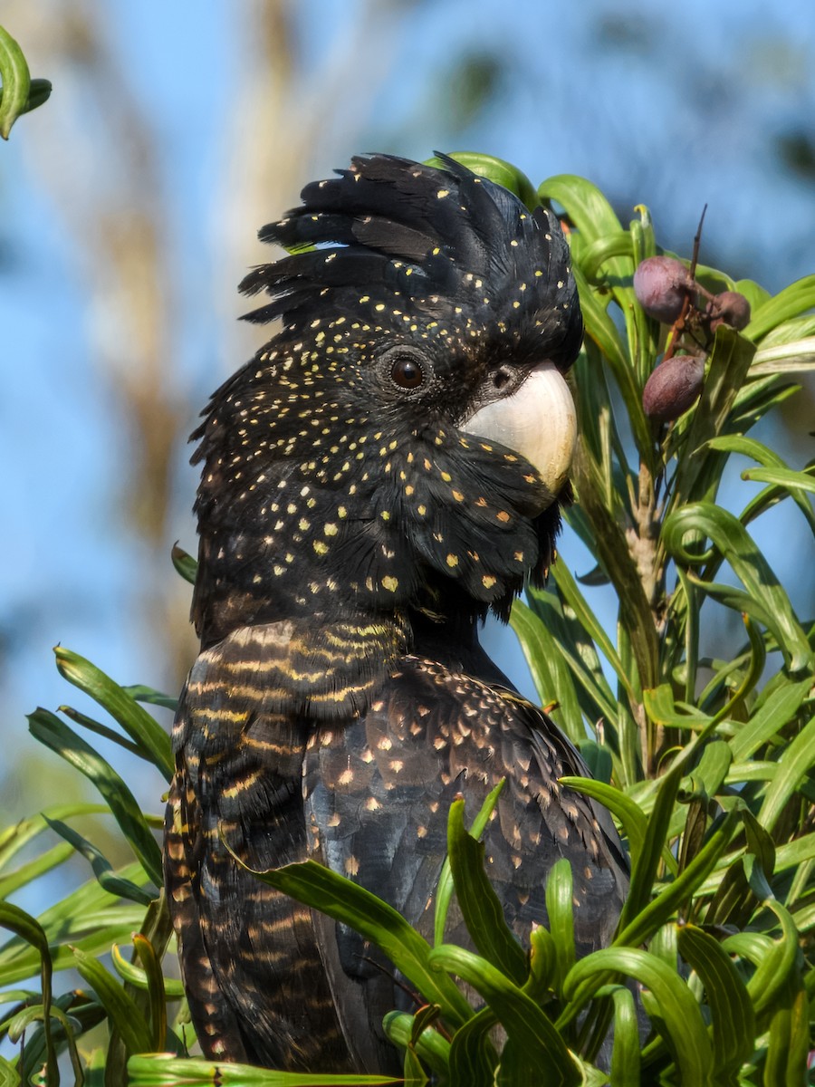 Red-tailed Black-Cockatoo - ML645909476