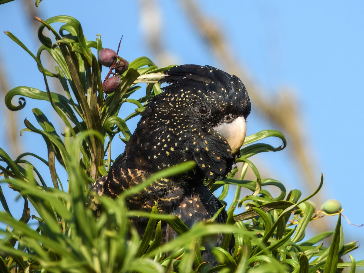 Red-tailed Black-Cockatoo - ML645909481