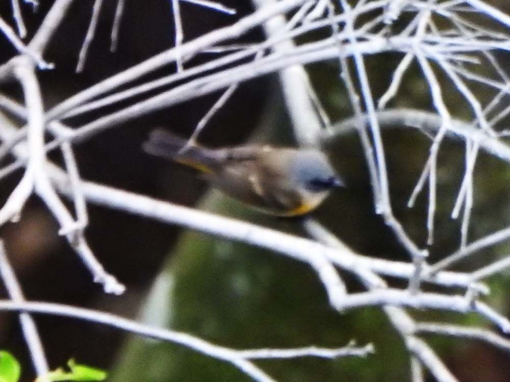 סבכון חכלילי - ML645909485