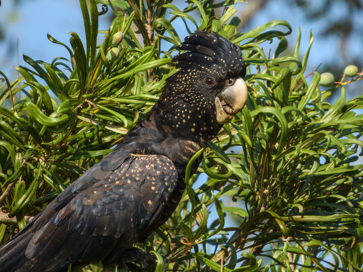 Red-tailed Black-Cockatoo - ML645909493
