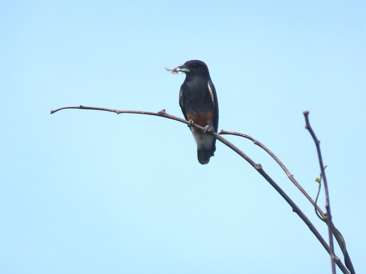 Swallow-winged Puffbird - ML645909500