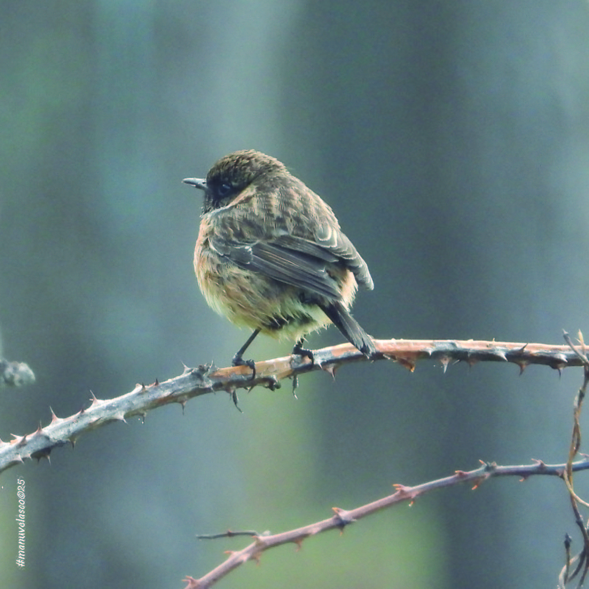 European Stonechat - ML645909501