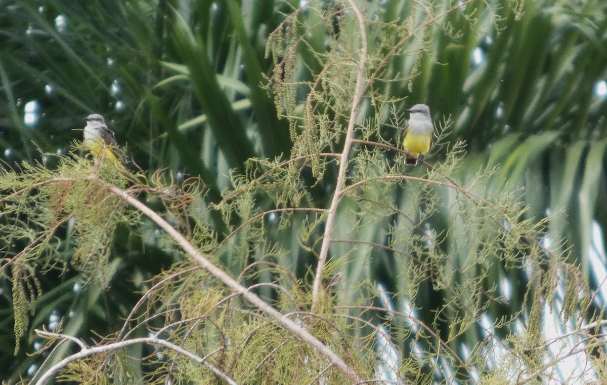 Western Kingbird - ML645909506