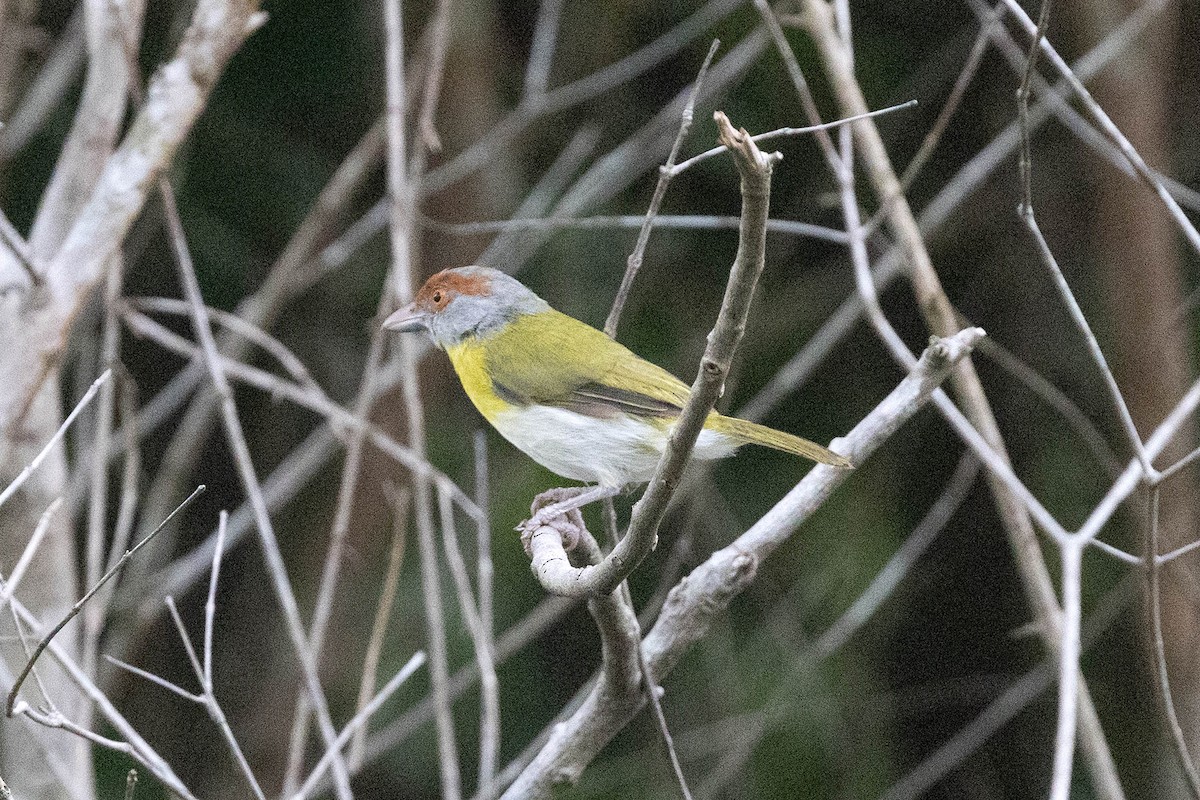 Віреон рудобровий [група gujanensis] - ML645909514