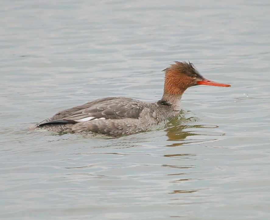 Red-breasted Merganser - ML645909521