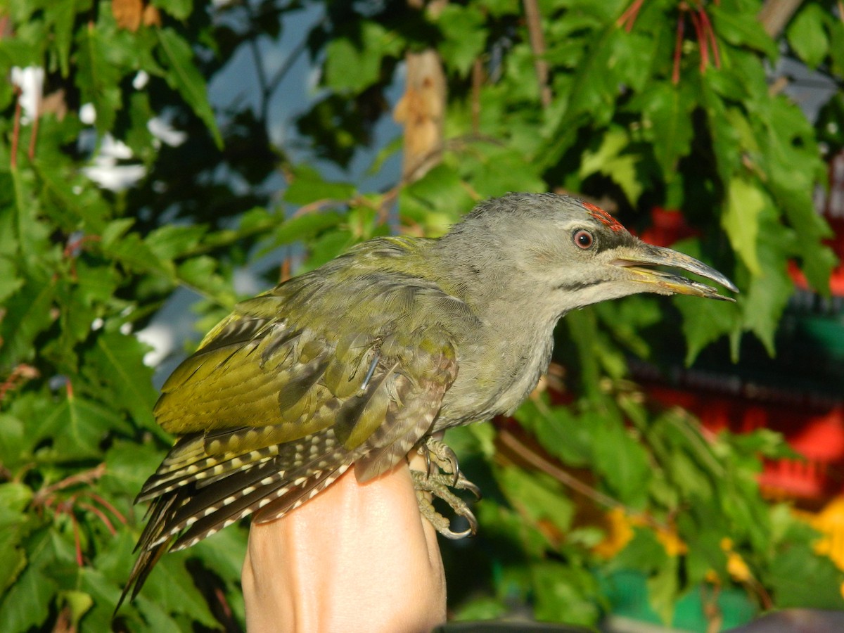 Жовна сива - ML645909529