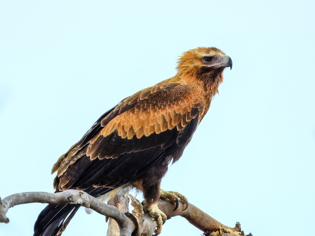 Wedge-tailed Eagle - ML645909532