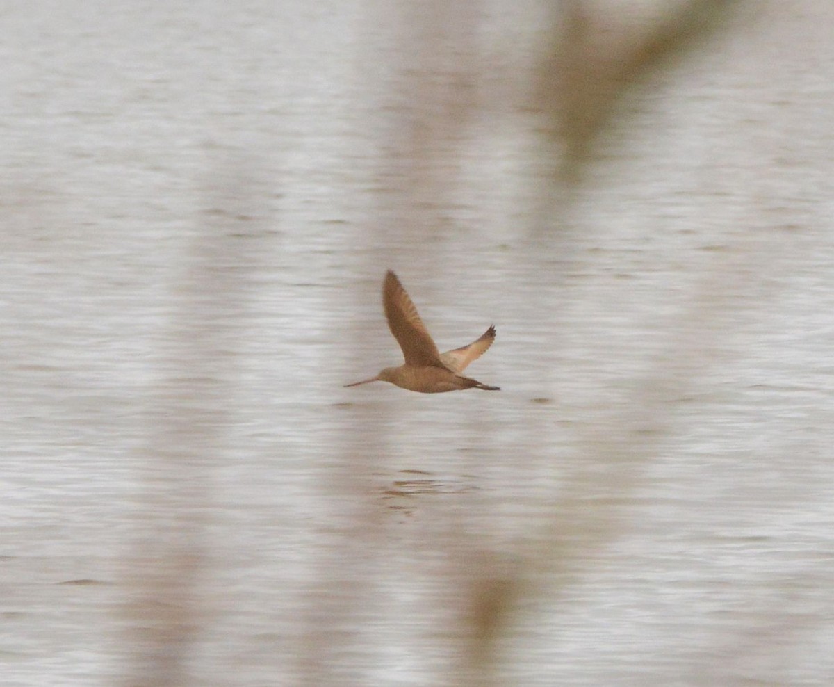 Marbled Godwit - ML645909534
