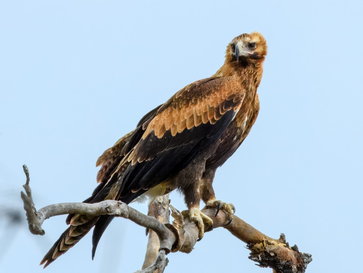 Wedge-tailed Eagle - ML645909559