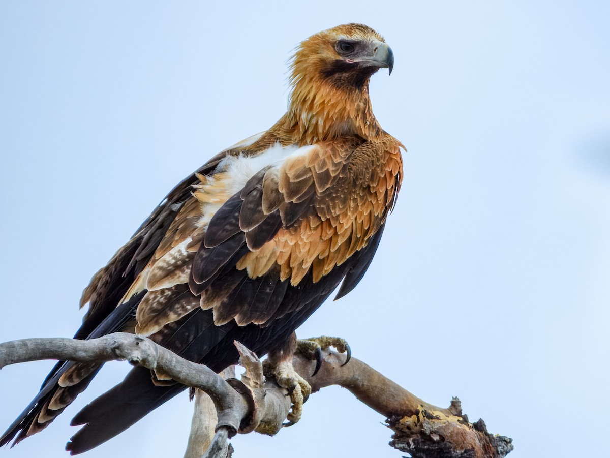 Wedge-tailed Eagle - ML645909560