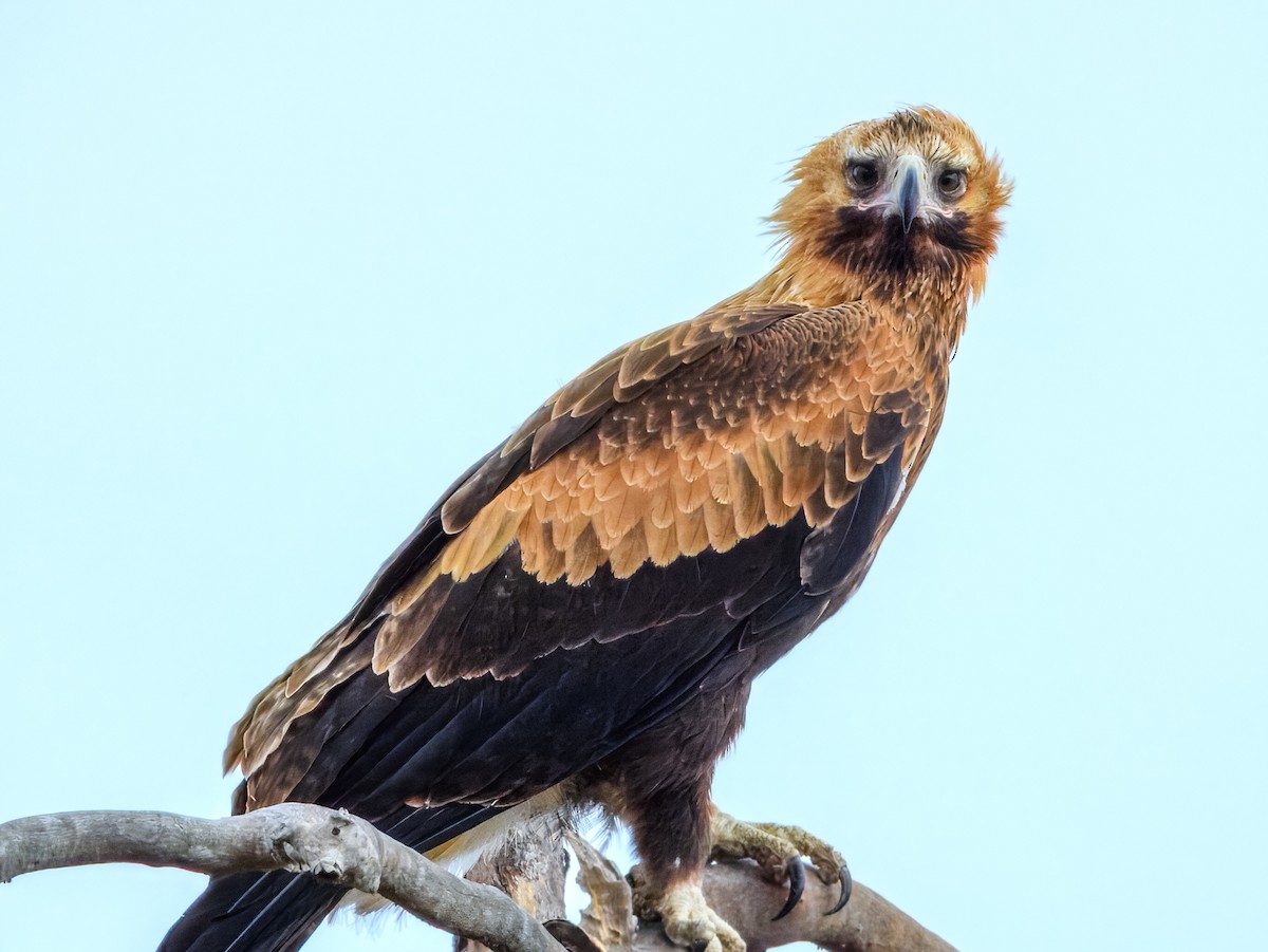 Wedge-tailed Eagle - ML645909561