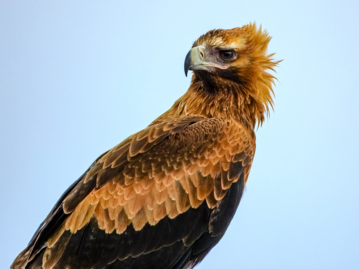 Wedge-tailed Eagle - ML645909562