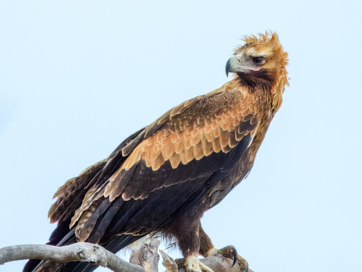 Wedge-tailed Eagle - ML645909563