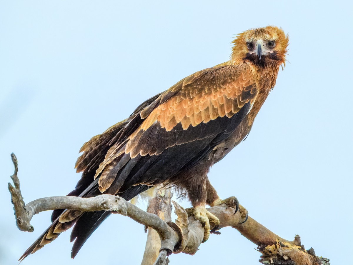 Wedge-tailed Eagle - ML645909564