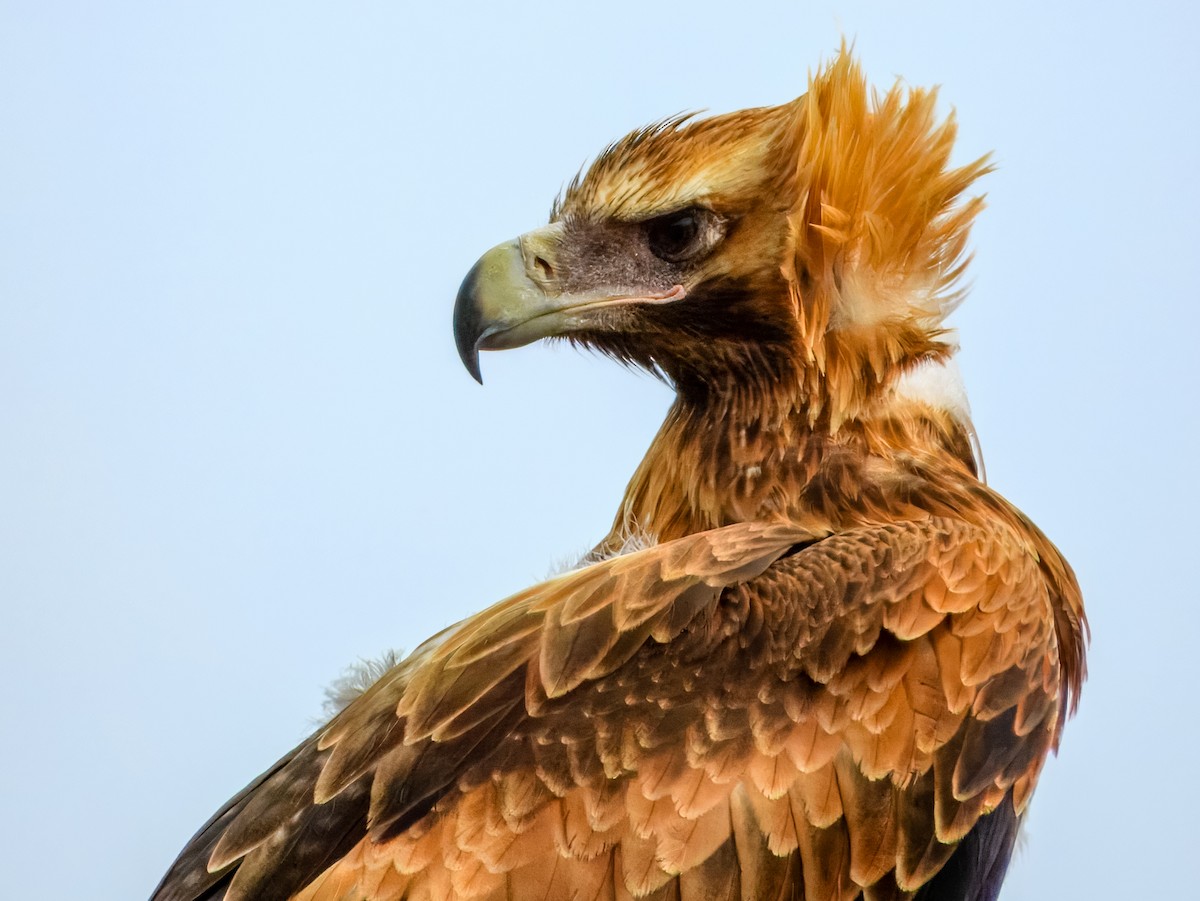 Wedge-tailed Eagle - ML645909565