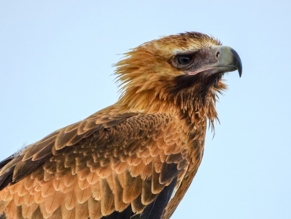 Wedge-tailed Eagle - ML645909566