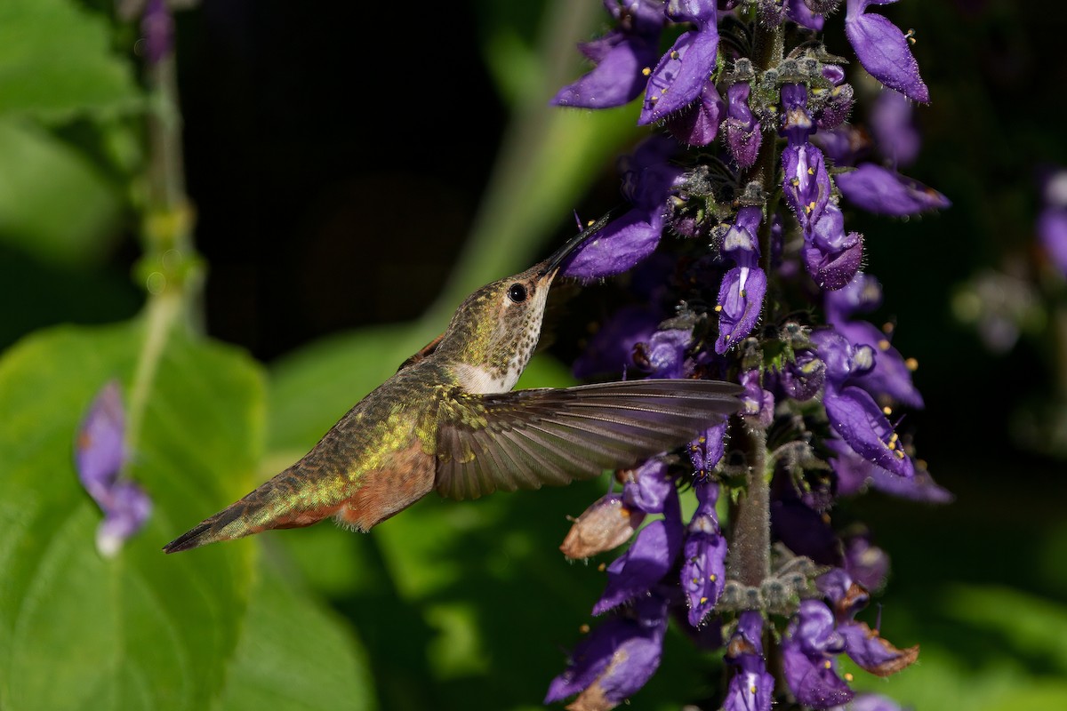 Allen's Hummingbird - ML645909580